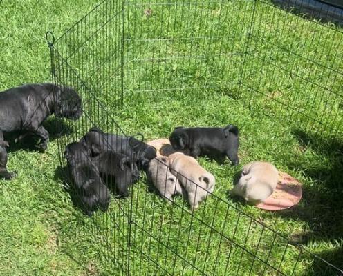 Purebred Adorable Pug Puppies for Sale!